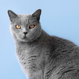 Smart Pet Tag
